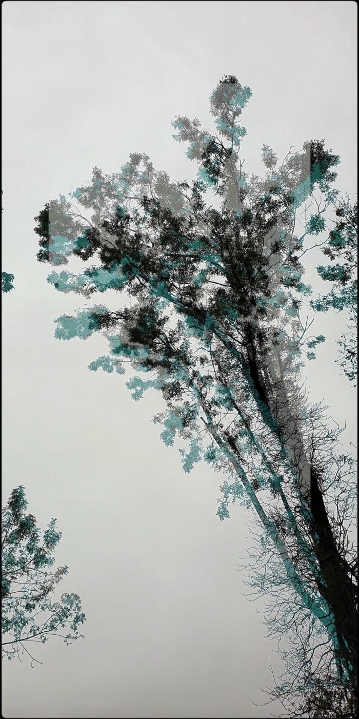 Frédérique Bouet <br>Série Arbres – Image 6