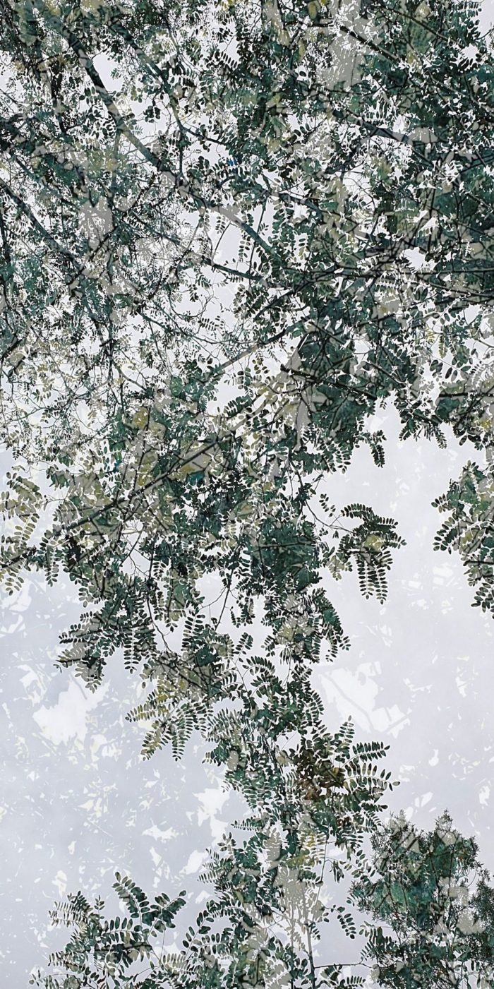 Frédérique Bouet <br>Série Arbres – Image 5