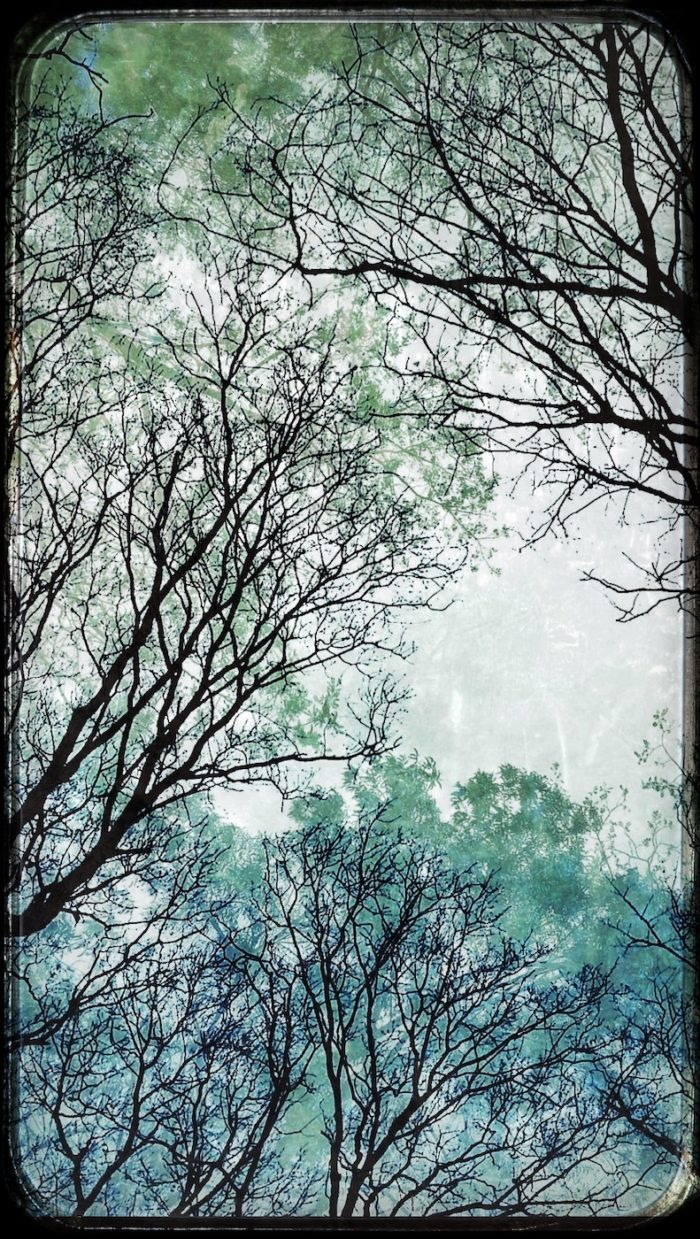 Frédérique Bouet <br>Série Arbres – Image 2