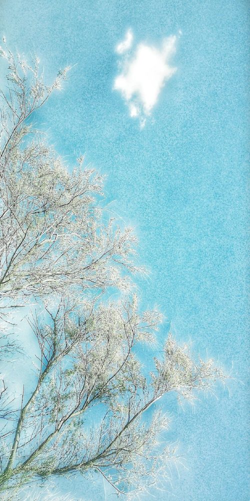 Frédérique Bouet <br>Série Arbres