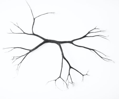 Anne Laval <br> Arbre de poussière