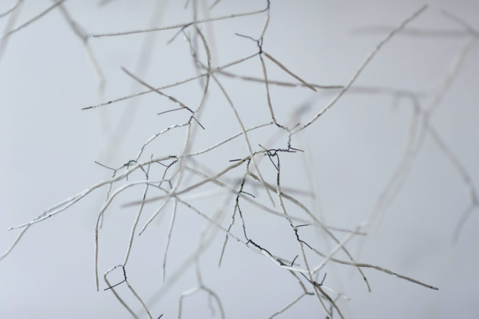 Anne Laval <br> Forêt d'ossements – Image 5