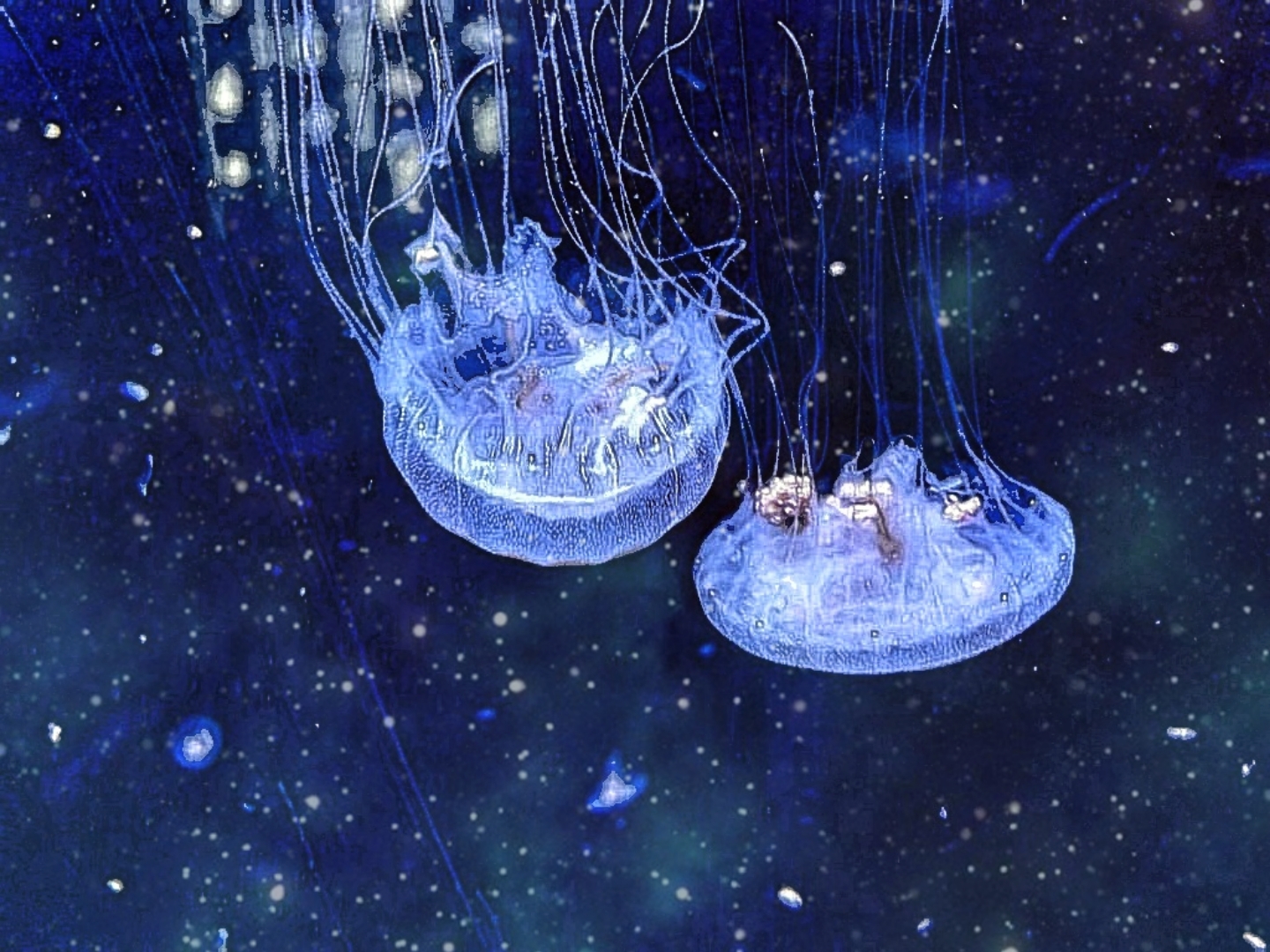 Bouet_Constellations-2