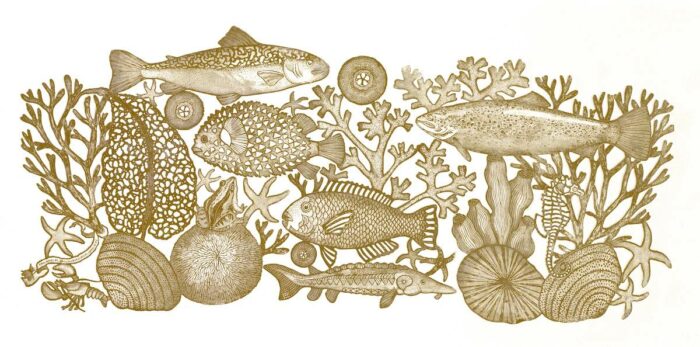 Michaël Cailloux <br> Aquarium