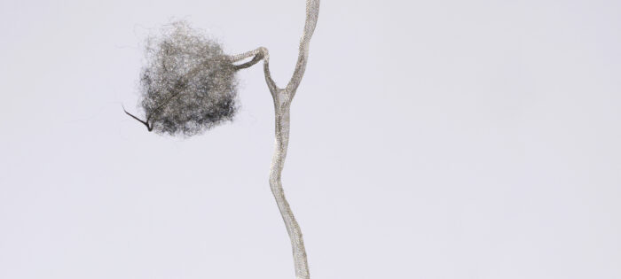 Anne Laval <br> Nature fantôme 8 – Image 2