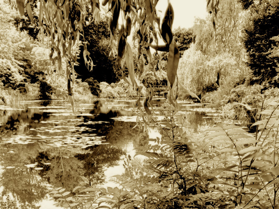Nymphaea imago est Exhibition
